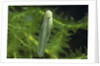 Hyla meridionalis (Mediterranean tree frog) - newly hatched tadpole by Anonymous