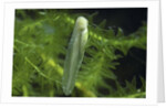 Hyla meridionalis (Mediterranean tree frog) - newly hatched tadpole by Anonymous