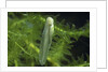 Hyla meridionalis (Mediterranean tree frog) - newly hatched tadpole by Anonymous