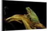Hyla meridionalis (Mediterranean tree frog) by Anonymous