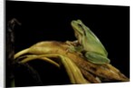 Hyla meridionalis (Mediterranean tree frog) by Anonymous