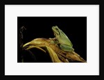 Hyla meridionalis (Mediterranean tree frog) by Anonymous