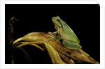 Hyla meridionalis (Mediterranean tree frog) by Anonymous