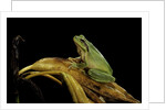Hyla meridionalis (Mediterranean tree frog) by Anonymous