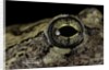 Hyla versicolor (gray treefrog) - eye by Anonymous