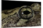 Hyla versicolor (gray treefrog) - eye by Anonymous