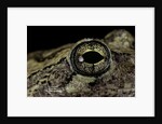 Hyla versicolor (gray treefrog) - eye by Anonymous