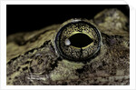 Hyla versicolor (gray treefrog) - eye by Anonymous