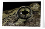 Hyla versicolor (gray treefrog) - eye by Anonymous