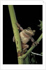 Hyla versicolor (gray treefrog) by Anonymous