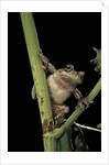 Hyla versicolor (gray treefrog) by Anonymous
