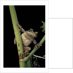 Hyla versicolor (gray treefrog) by Anonymous