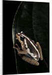 Hyperolius marmoratus (marbled reed frog, painted reed frog) by Anonymous