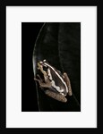 Hyperolius marmoratus (marbled reed frog, painted reed frog) by Anonymous