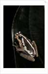 Hyperolius marmoratus (marbled reed frog, painted reed frog) by Anonymous