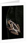 Hyperolius marmoratus (marbled reed frog, painted reed frog) by Anonymous