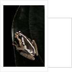 Hyperolius marmoratus (marbled reed frog, painted reed frog) by Anonymous