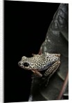 Hyperolius marmoratus (marbled reed frog, painted reed frog) by Anonymous