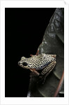 Hyperolius marmoratus (marbled reed frog, painted reed frog) by Anonymous