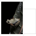 Hyperolius marmoratus (marbled reed frog, painted reed frog) by Anonymous