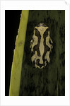 Hyperolius marmoratus (marbled reed frog, painted reed frog) by Anonymous