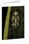 Hyperolius marmoratus (marbled reed frog, painted reed frog) by Anonymous