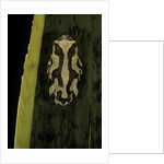 Hyperolius marmoratus (marbled reed frog, painted reed frog) by Anonymous