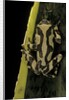 Hyperolius marmoratus (marbled reed frog, painted reed frog) by Anonymous