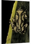 Hyperolius marmoratus (marbled reed frog, painted reed frog) by Anonymous