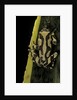 Hyperolius marmoratus (marbled reed frog, painted reed frog) by Anonymous