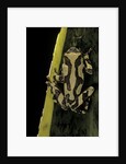 Hyperolius marmoratus (marbled reed frog, painted reed frog) by Anonymous