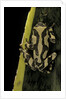 Hyperolius marmoratus (marbled reed frog, painted reed frog) by Anonymous