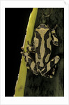 Hyperolius marmoratus (marbled reed frog, painted reed frog) by Anonymous