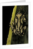 Hyperolius marmoratus (marbled reed frog, painted reed frog) by Anonymous