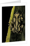 Hyperolius marmoratus (marbled reed frog, painted reed frog) by Anonymous