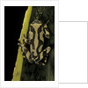 Hyperolius marmoratus (marbled reed frog, painted reed frog) by Anonymous