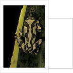 Hyperolius marmoratus (marbled reed frog, painted reed frog) by Anonymous