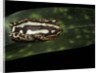 Hyperolius marmoratus parallelus (marbled reed frog, painted reed frog) by Anonymous