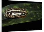 Hyperolius marmoratus parallelus (marbled reed frog, painted reed frog) by Anonymous