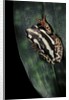 Hyperolius marmoratus parallelus (marbled reed frog, painted reed frog) by Anonymous