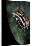 Hyperolius marmoratus parallelus (marbled reed frog, painted reed frog) by Anonymous