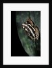 Hyperolius marmoratus parallelus (marbled reed frog, painted reed frog) by Anonymous