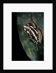 Hyperolius marmoratus parallelus (marbled reed frog, painted reed frog) by Anonymous