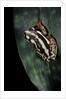 Hyperolius marmoratus parallelus (marbled reed frog, painted reed frog) by Anonymous
