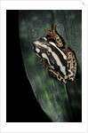 Hyperolius marmoratus parallelus (marbled reed frog, painted reed frog) by Anonymous