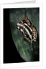 Hyperolius marmoratus parallelus (marbled reed frog, painted reed frog) by Anonymous