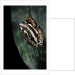 Hyperolius marmoratus parallelus (marbled reed frog, painted reed frog) by Anonymous