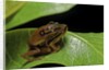 Hyperolius puncticulatus - mating by Anonymous