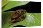 Hyperolius puncticulatus - mating by Anonymous