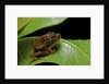 Hyperolius puncticulatus - mating by Anonymous